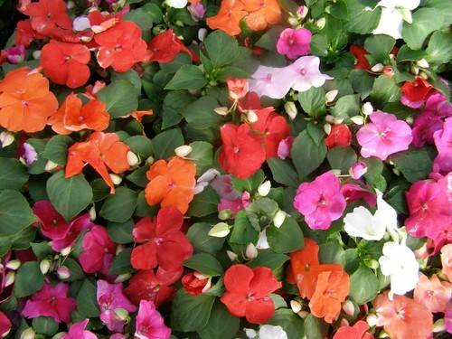 Impatiens walleriana dwarf - walleriana,