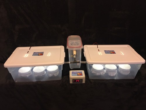 Automated mushroom growing - mushroom, kit