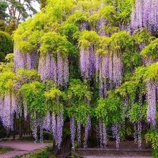 Wisteria Sinensis Blue Height