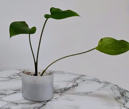 Calla lily starter plant