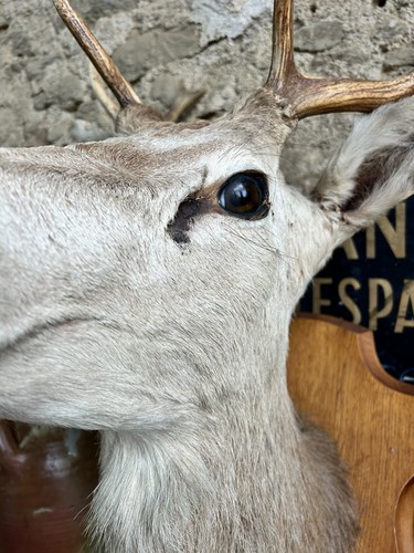 Roe deer stag head - roe, and