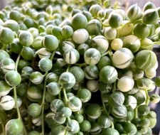String Of Pearls Succulent