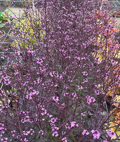 Verbena lavender lace - lavender,