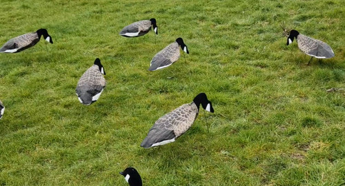 Goose decoys sillosock - decoys,
