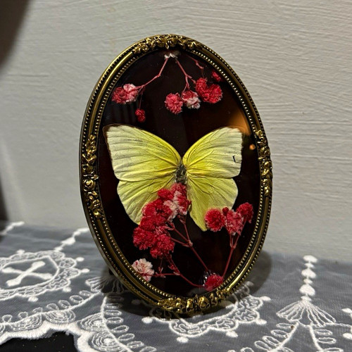 Mounted butterfly taxidermy - butterfly,