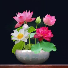 10-50 Miscela Di Semi Di Loto Acqua Nelumbo Giglio Bonsai Fiore Nucifera ☆