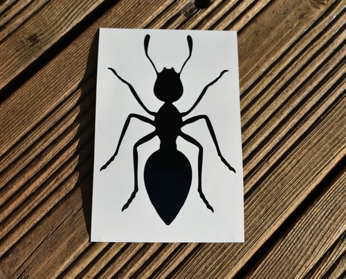 Ant insect vinyl - insect, decal