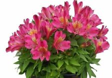 Alstroemeria Inca Goal Pink Peruvian Lily 9cm Pot Hardy Outdoor Grown