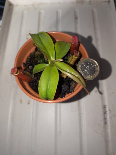 Nepenthes - , (bloody