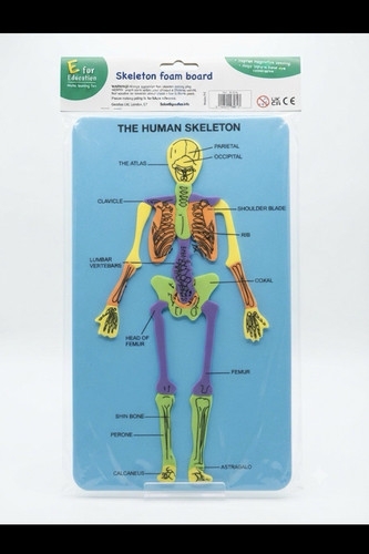 For education human - for,