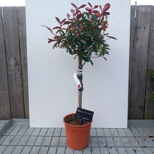 Photinia serr red - 'red, robin