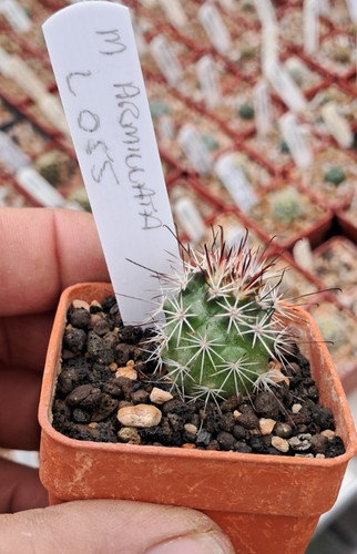 Mammillaria armillata lau 055 - mammillaria,