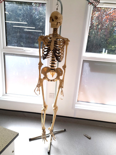 Model human skeleton actual - model,
