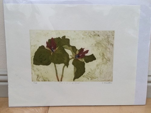 Botanical illustration - botanical,