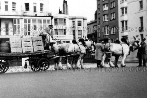 Zjj brewery dray horses - zjj-65,