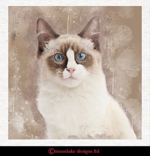 Cat ragdoll fabric - cat, -ragdoll