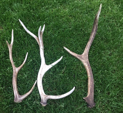 Red deer stag 1 - red, ,