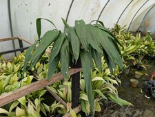 Large Aspidistra sichuanensis