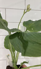 Hosta 'Blue Angel' in 9cm pot - FREE POSTAGE  ON 5 OR MORE OF ALL PLANTS