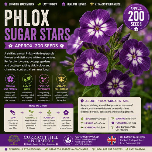 Phlox sugar stars - phlox,