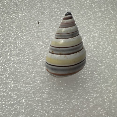 Liguus virgineus candy - liguus,