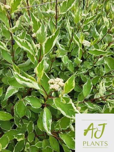 Cornus alba elegantissima - cornus,