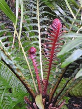 Blechnum brasiliense volcano