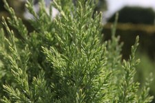 Juniperus Chinensis 'Stricta'
