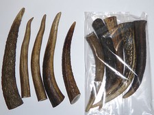 PACKET OF 5(plus one free) RED DEER HORN / ANTLER ARTS/CRAFT/TAXIDERMY (13-15cm)