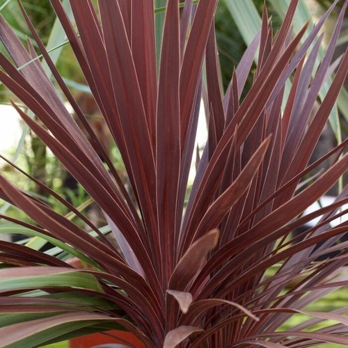 Cordyline australis red star - 1,
