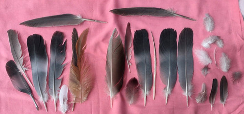 Natural feathers from - natural, 27
