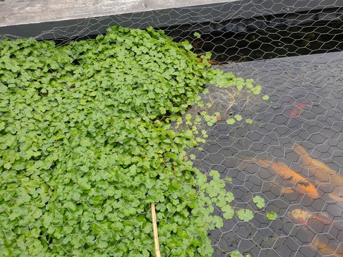 Oxygenating pond plants - oxygenating, x