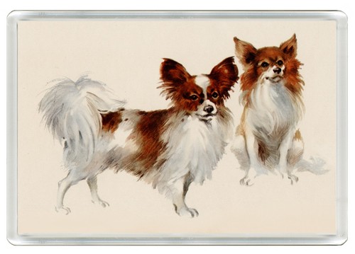 Papillon dogs dog - papillon, fridge