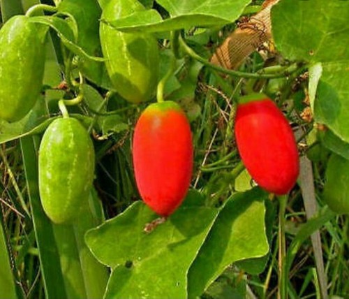 Ivy gourd coccinia grandi - ivy,