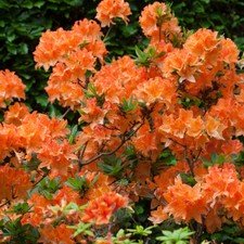 Flowering Shrubs, Azalea
