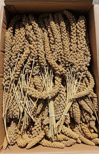 Millet sprays for birds - , (15kg)