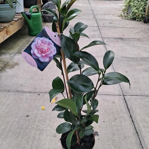 Camellia japonica rosea - x, 'rosea