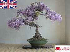 Tree Wisteria (Bolusanthus Speciosus) | 15+ seeds | Bonsai | Same Day Dispatch