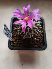 Ariocarpus kotschoubeyanus var. elephantidens  (rare )