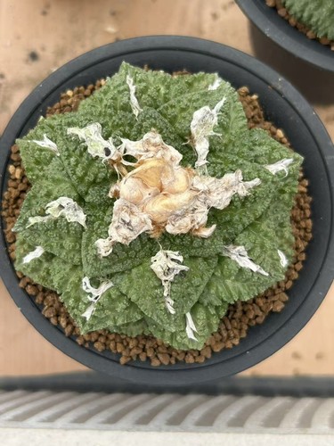 1pcs 5cm sale rarecacti - 9.5cm,