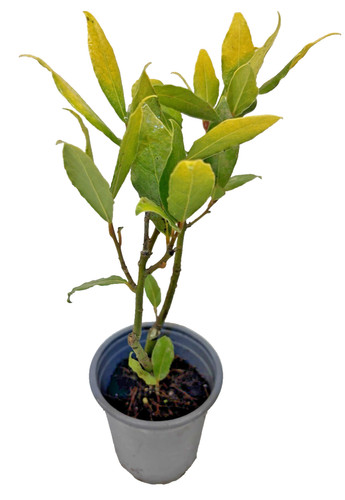 Laurus nobilis aurea - nobilis, golden