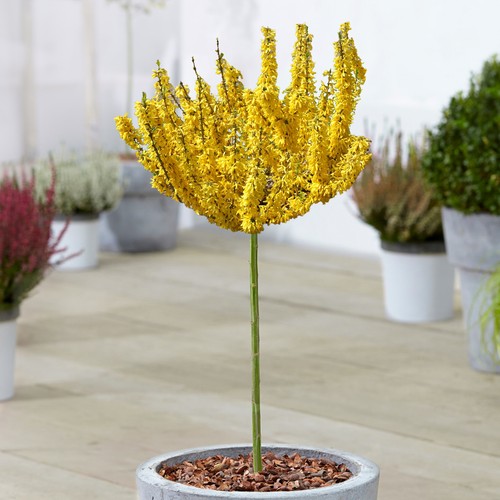 Forsythia nimbus tree potted - tree,
