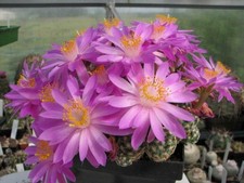 Cactus Cacti: Mammillaria