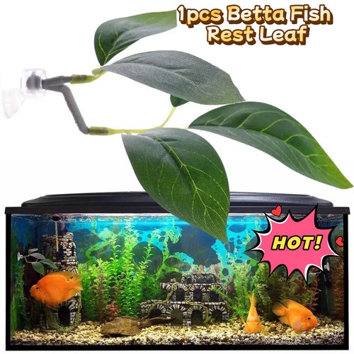 1pc betta fish - betta, hammock