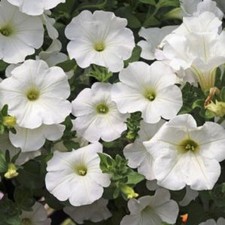 6 Trailing Petunia Surfinia