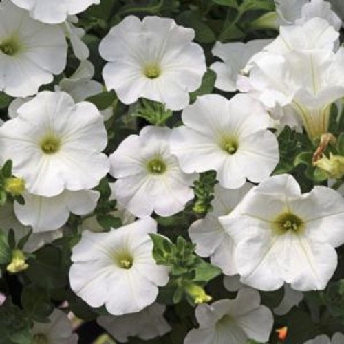 Trailing petunia surfinia - trailing,