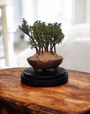 Flowering Bonsai Forest