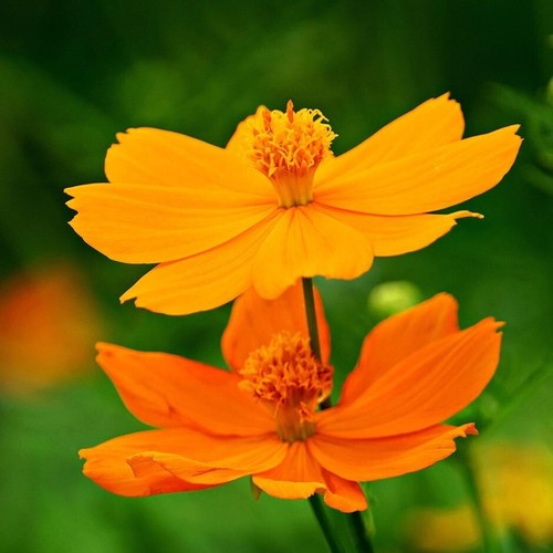 Poached egg plant cosmos - plant,