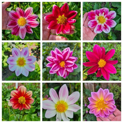 Dahlia seeds mixed - mixed, grown