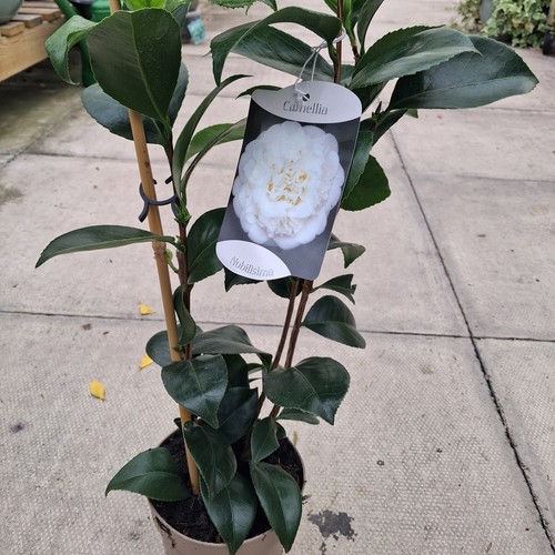 Camellia japonica - x,